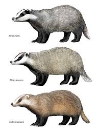 Badger Subspecies Wolverine Animal Badger Illustration Badger Images