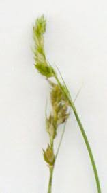 Image result for Carex leptosaccus