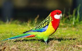 Parrot Wallpaper Hewan Humor Hewan Lucu
