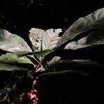 Image result for Maesobotrya