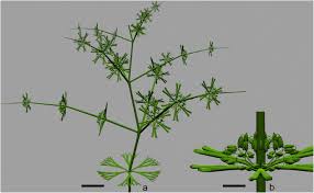 Image result for Hilleria