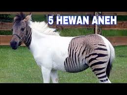 View the profiles of people named kawin kuda. Download Zebra Kuda Kawin 3gp Mp4 Codedwap