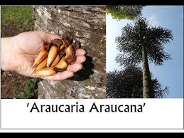 These fascinating trees have a slow rate of growth and tend to grow between the months of june and september with their new growth showing as an apple green colour. How To Grow The Monkey Puzzle Tree From Seed Araucaria Araucana Youtube