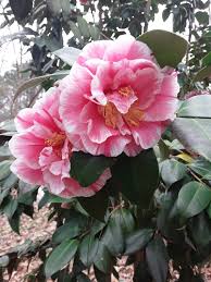 Camellias Herme Aka Jordan S Pride Flowers Yard Work Plants