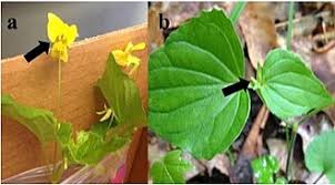 Image result for Cleistochlamys