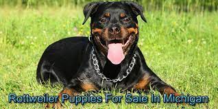 We currently have six males available. Rottweiler Puppies For Sale In Michigan