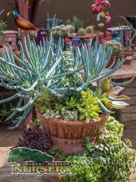 If you are in california, or an area that is warm. Succulents For Sale In The Phoenix Area Desert Horizon Nursery