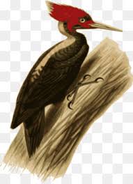 Woody Woodpecker Png Free Download Woody Woodpecker Woody woodpecker free vector we have about (64 files) free vector in ai, eps, cdr, svg vector illustration graphic art design format. woody woodpecker png free download