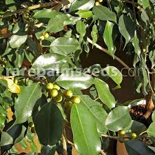 Plants are considered poisonous if they can cause some type of negative reaction from the. Ficus Benjamina Weeping Fig Buy Seeds At Rarepalmseeds Com