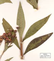 Image result for Vernonia melleri