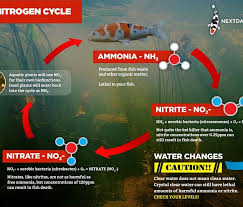 If the water is alkaline it will affect the toxicity of ammonia and could be quite serious for the health of your pond fish. Water Quality And The Nitrogen Cycle In Your Koi Pond Next Day Koi