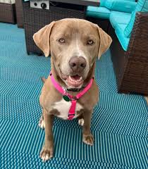 My beautiful girl Cinnamon 🦊💕 a year of looking after her and she's come  so far ❤️❤️