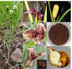 Image result for Sphaeranthus gomphrenoides