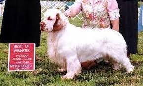 Clumber spaniel puppies for sale ohio. Clumber Spaniel Directory