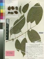 Image result for Ficus ottoniifolia