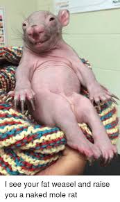 Mole And Mole Meme On Me Me