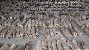 Jun 15, 2021 · pangolin, any of about eight species of armored placental mammals of the order pholidota. Singapore Makes Record Breaking Ivory Bust Seizes Pangolin Scales News Dw 23 07 2019