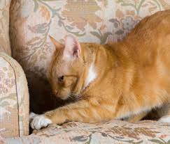 Can you find the cat hidden in the picture below? The 3 Most Common Cat Training Problems And How To Fix Them