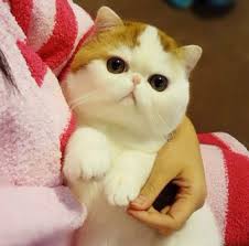 Pin By Gayserili On Bir Kedi Gordum Sanki Snoopy Cat Cute Cats Kittens Cutest