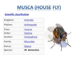 Musca House Fly Amal Almuhanna Zoo Ppt Video Online Download