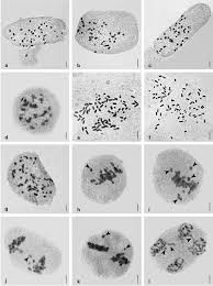 Image result for Aponogeton junceus