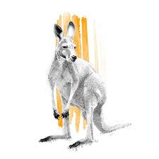 Skippy The Kangaroo Illustration Fine Art Print Drawing Sketch Australia Producao De Arte Ilustracao Animal Desenho De Animais