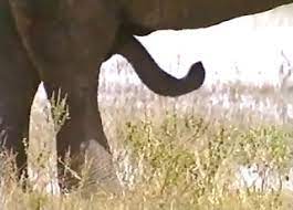 Bhabhi hot, bhabhi devar, bhabhi sex, bhabhi mamatha aunty, bhabhi bra Elephants Videos Zoo Zoo Sex Porn Tube Most Popular Page 1