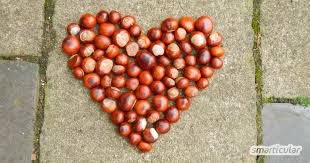 Man benötigt zusätzlich klebstoff, zahnstocher und einen piekser, so wie man ihn beispielsweise für dosenmilch verwendet. 12 Kastanien Anwendungen Zum Verlieben