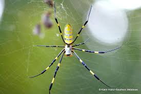 Image result for Solenangis clavata