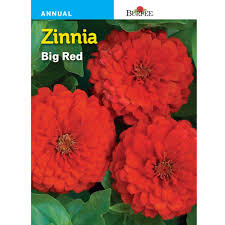 The magellan series stay close to knee high at 14 inches, while the thumbelina series of dwarf zinnias peak at 6 to 8 inches. Burpee Big Red Zinnia Seed 31701 The Home Depot