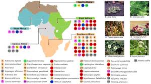 Image result for Elephantorrhiza goetzei