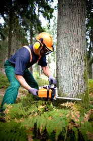 We did not find results for: Comment Abattre Un Arbre