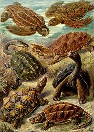 Skildpadde, moskus sumpskildpadde, en moskus sumpskildpadde søger nyt hjem Skildpadder Wikipedia Den Frie Encyklopaedi