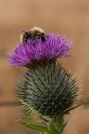 Thistle Bee Scotland National Flower Scotland History Thistle