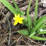 Image result for Hypoxis angustifolia
