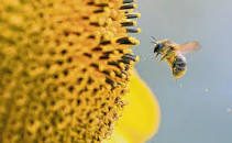 Image result for dali48