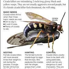 Hi sue, you are correct that this is a cicada killer and it looks quite dead. Insecticide May Kill Cicada Killer Wasps Siouxland Homes Siouxcityjournal Com