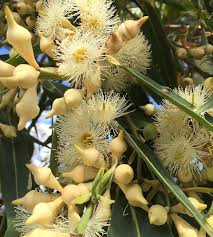 Image result for Eucalyptus robusta