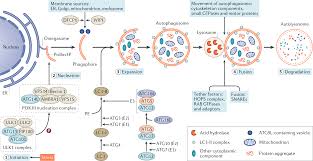 We did not find results for: Autophagy In Kidney Homeostasis And Disease Nature Reviews Nephrology