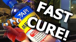 A dirty tank, overcrowded fish in a tank, and various other environmental factors. How To Treat Fin Rot Eye Cloud And Wounds In Fish Youtube