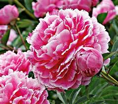 Paeonia Koningin Wilhelmina White Flower Farm Peony Care Flowers Perennials