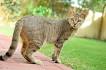 Arabian Mau cat Pictures and Information - Cat-Breeds