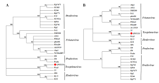 The first step for an eligible couple is for the u.s. Microorganisms Free Full Text Characterization Of Salmonella Phage Lpst153 That Effectively Targets Most Prevalent Salmonella Serovars Html