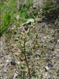 Image result for Suaeda sp. B