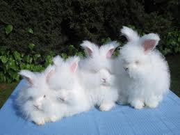 Happy Easter Meet These Hare Raising Angora Rabbits Angora Rabbit English Angora Rabbit Rabbit Breeds