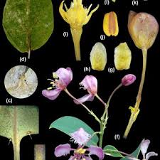 Image result for Triaspis macropteron