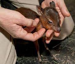 Natural history of the deer mouse, peromyscus maniculatus. 19 Omg Chevortains Ideas Mouse Deer Animals Wild Cute Animals