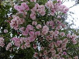 Image result for Virgilia