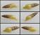 Dwarf Pond Snail