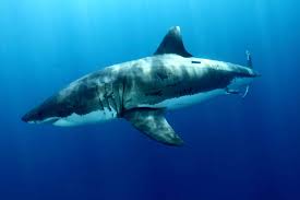 great white shark fondos de pantalla fondos de escritorio 5616x3744 id 530179 great white shark pictures white sharks big great white shark